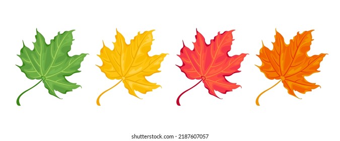 Collection of autumn colorful maple leaves. Red, orange, yellow and green fallen tree leaf. Vector cartoon botanical illustration.