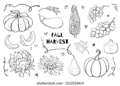 Collection of autumn  doodles. Fall harvest. Vector stock set. Cute icons for postcards, greetings, cards, logo, coloring book, printed materials.  Food background. Hand drawn design elements. 