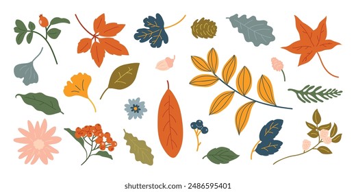 Collection of autumn element vector. Set of flowers, oak, maple leaf, leaves branch, berry, pine leaves, ginkgo, walnut. Hand drawn of autumn foliage design for decorative, print, graphic, card.