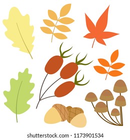 Collection of autumn elements. Set of vector leaves, rose hips, acorns and mushrooms. Fall motives.