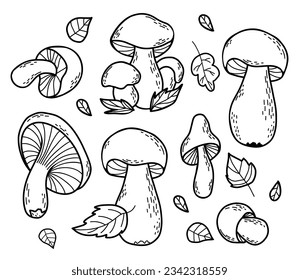 Collection autumn forest mushrooms. Fresh edible white and chanterelle mushrooms. Vector illustration. Isolated outline hand drawing doodles