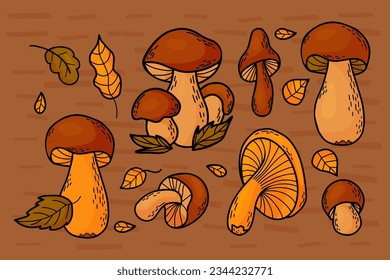 Collection autumn forest mushrooms. Fresh edible white and chanterelle mushrooms. Vector illustration. Isolated colored hand drawing doodles.