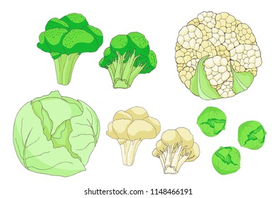 collection  autumn harvest of   vegetables: cabbage, kale, broccoli, cauliflower, brussels sprout, vector set  isolated elements