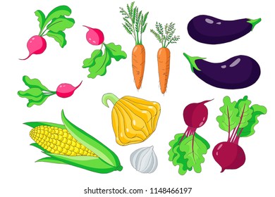 collection  autumn harvest of   vegetables: patisson, radish, beet, eggplant, carrot, garlic, corn cob, vector set  isolated elements