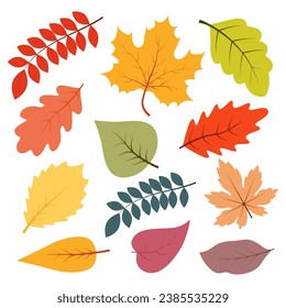 Collection of autumn leaf. Botanical design elements. Vector illustration