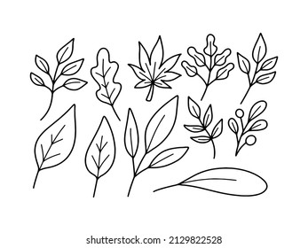 Collection of Autumn Leaf Doodle Illustration
