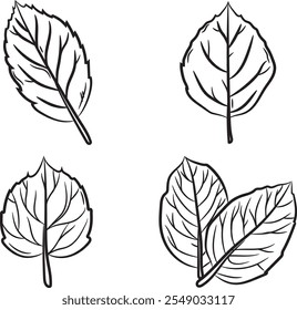 A collection of autumn leaf illustrations