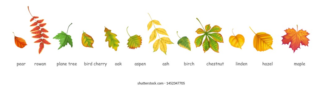 Collection of autumn leafs of various trees realistic vector style. Isolated objects