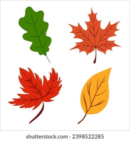 Collection of autumn leaves. Botanical vector illustration.