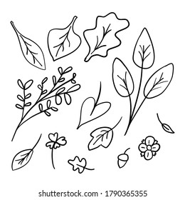Collection of autumn leaves, different shapes, outline only. Set of doodles, elements suitable for coloring book. Vintage floral botanical illustration.