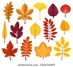 Collection of autumn leaves of different trees, including maple, oak, rowan, sycamore, acacia, aspen and others.