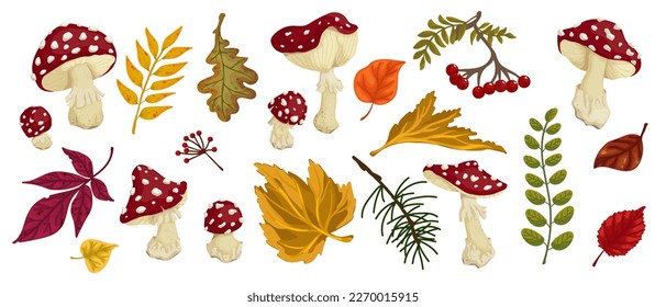 Collection of autumn leaves, forest plants, branches, mushrooms of red fly agaric. Cartoon vector graphics.