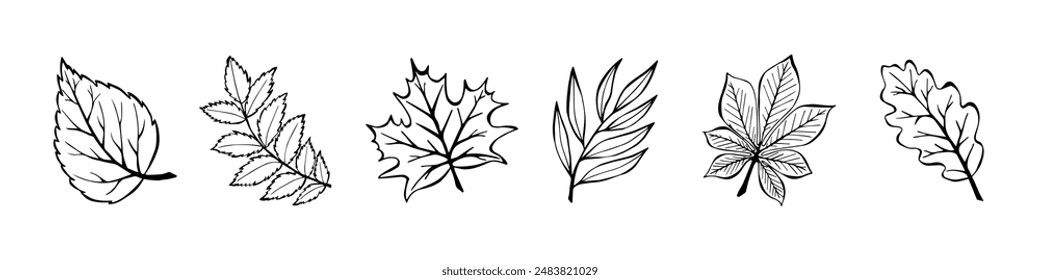 Collection Autumn Leaves In Hand Drawn Style On White Background. Vector Illustration Set Doodle Autumn Leaves. Design for Banner, Poster, Postcard. Elements for Wedding Invitations.