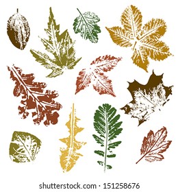 Collection of autumn leaves imprints