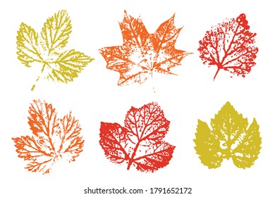 Collection of autumn leaves imprints. Autumn foliage, vector colored illustration. Set with stamp leaves. Vector illustration.