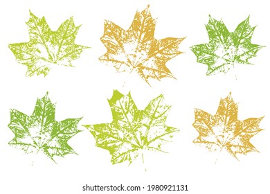 Collection of autumn leaves imprints. Autumn foliage, vector colored illustration. Isolated objects on white background. Vector illustration.