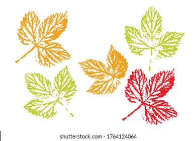Collection of autumn leaves imprints.  Objects isolated on white. Set with stamp leaves. Vector illustration. Raspberry leaves.