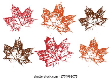 Collection of autumn leaves imprints.  Objects isolated on white. Isolated objects on white background. Vector illustration.