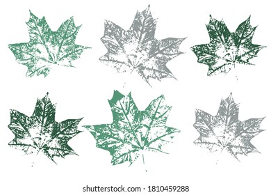 Collection of autumn leaves imprints.  Objects isolated on white. Isolated objects on white background. Vector illustration.