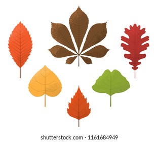 Collection of autumn leaves. Oak, birch, chestnut.Vector illustration isolated on white background