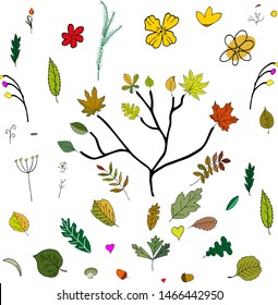 Collection of autumn leaves for season design. Vector hand sketched floral design elements flowers and leaves for text decoration