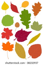 Collection of autumn leaves - vector illustration