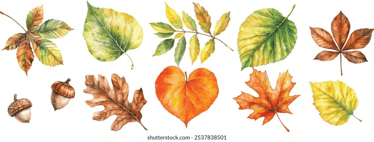 Collection of autumn leaves vector illustrations for fall season. Watercolor style featuring aspen, birch, chest