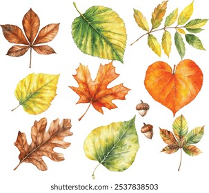 Collection of autumn leaves vector illustrations for fall season. Watercolor style featuring aspen, birch, chest