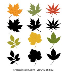 Collection of autumn maple leaves featuring different tree species with labels. Ideal for botanical education, forestry, gardening, seasonal projects, nature guides, and classroom materials.