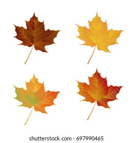 Collection autumn maple leaves. Leafs set element floral color garden art. Vector illustration for your design.