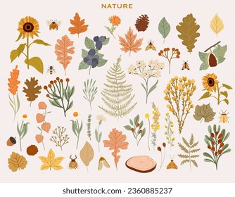 Collection of autumn plants, fall leaves, wild flowers, berries, fern, chestnut. Botanical autumn set. Editable vector illustration.