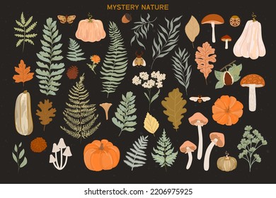 Collection of Autumn plants, flowers, mushrooms, pumpkin and leaf. editable vector illustration.