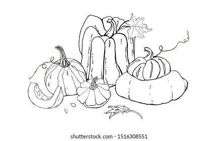 Collection of autumn pumpkin doodles. Fall harvest. Vector set. Cute icons for postcards, greetings, cards, logo, coloring book. Food background. Hand drawn design elements. Halloween, thanksgiving.