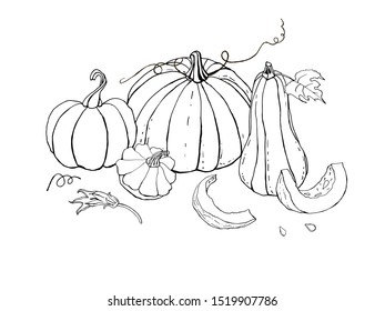 Collection of autumn pumpkin doodles. Fall harvest. Vector set. Cute icons for postcards, greetings, cards, logo, coloring book. Food background. Hand drawn design elements. Halloween, thanksgiving.