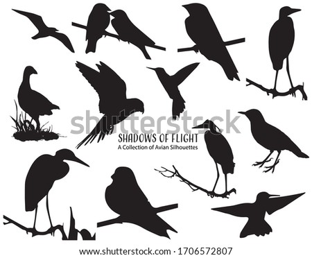 Collection of Avian Silhouettes, Outlines of Various Birds