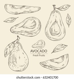 Collection of avocado and avocado slice. hand drawn