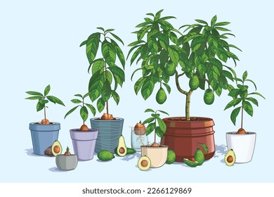 Colección de árboles de aguacate. Plantar la semilla en una olla de tierra. Un árbol maduro lleva fruta madura. Ilustración vectorial. Aguacate cortado y entero. Jardinería doméstica, diseño de tiendas, publicidad o cultivo agrícola