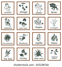 Collection of Ayurvedic Herbs