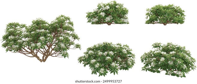 Collection of Azalea hino white dwarf plants shapes cutout 3d render png set