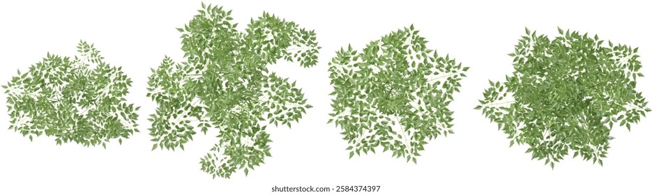 Collection of azedarach plants on transparent background from the top view