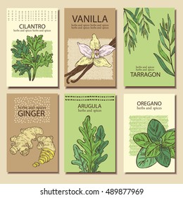 Collection of backgrounds with herbs and spice. Cilantro, vanilla, tarragon, ginger, arugula, oregano. hand drawn