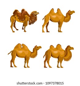 Collection of bactrian camels. Vector illustration isolated on a white background