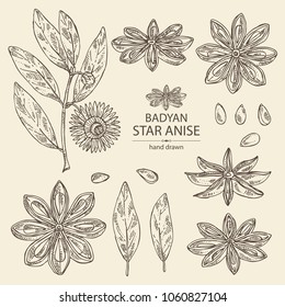 
Collection of badyan, star anise: fruit, flower, star anise seeds and leaves. Vector hand drawn illustration.