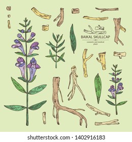 Collection of baikal skullcap: baikal skullcap flowering branch and root. Cosmetic and medical plant. Vector hand drawn illustration