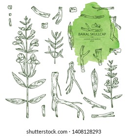 Collection of baikal skullcap: baikal skullcap flowering branch and root. Cosmetic and medical plant. Vector hand drawn illustration 