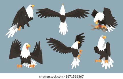 Collection of Bald Eagles in Various Poses, Pride and Power Predatory Bird Vector Illustration