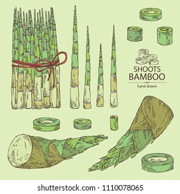 Collection of bamboo shoots: young bamboo shoot and piece of shoot. Vector hand drawn illustration.
