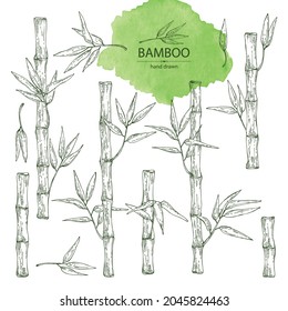 Collection of bamboo: bamboo stalk and leaves. Vector hand drawn illustration.