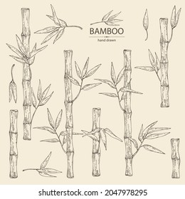 Collection of bamboo: bamboo stalk and leaves. Vector hand drawn illustration.