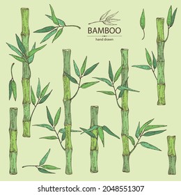 Collection of bamboo: bamboo stalk and leaves. Vector hand drawn illustration.